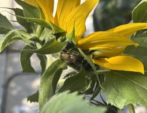 Beneficial Insects: Thinking beyond bees