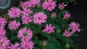 pink bergamot flowers