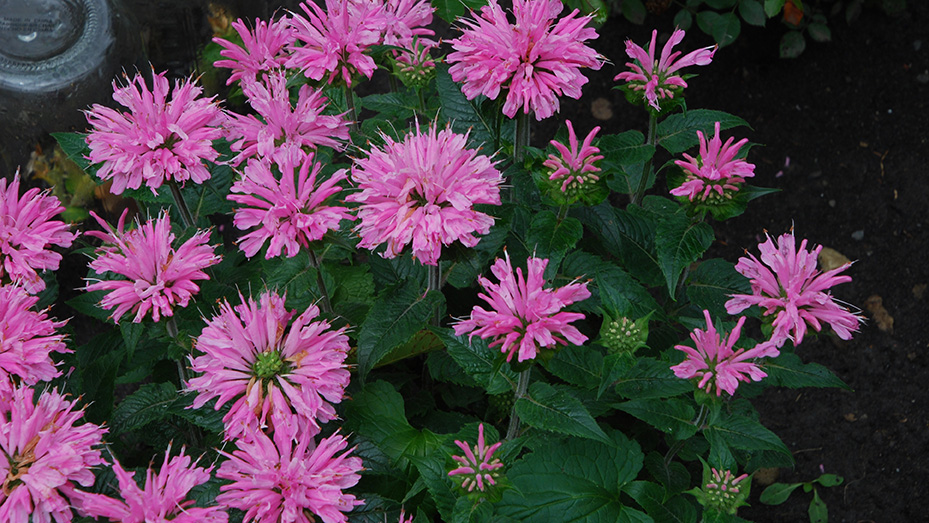 pink bergamot flowers