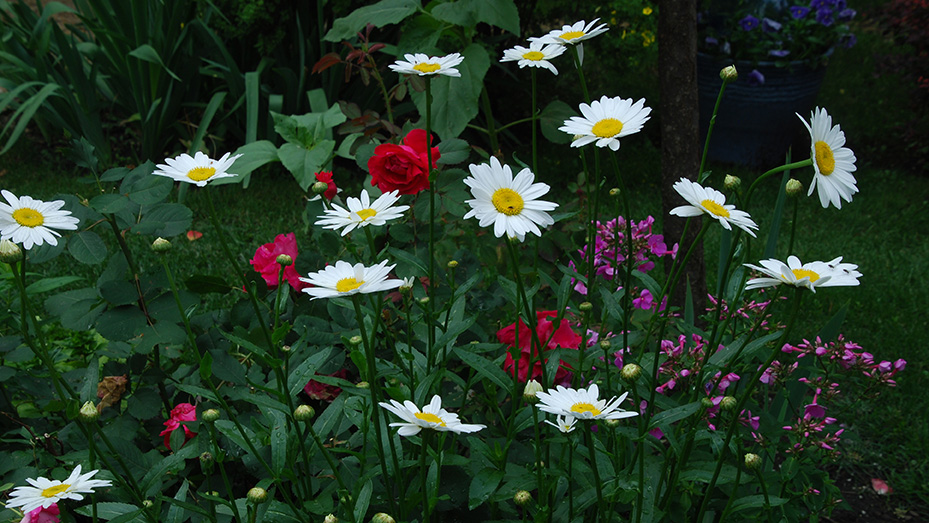 daisies and roses