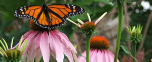 butterfly on echinacea