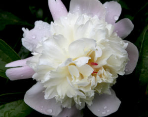 white and pale pink peony