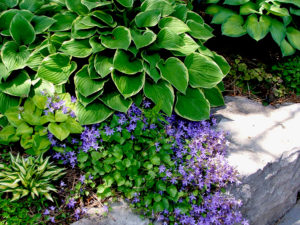 perennials
