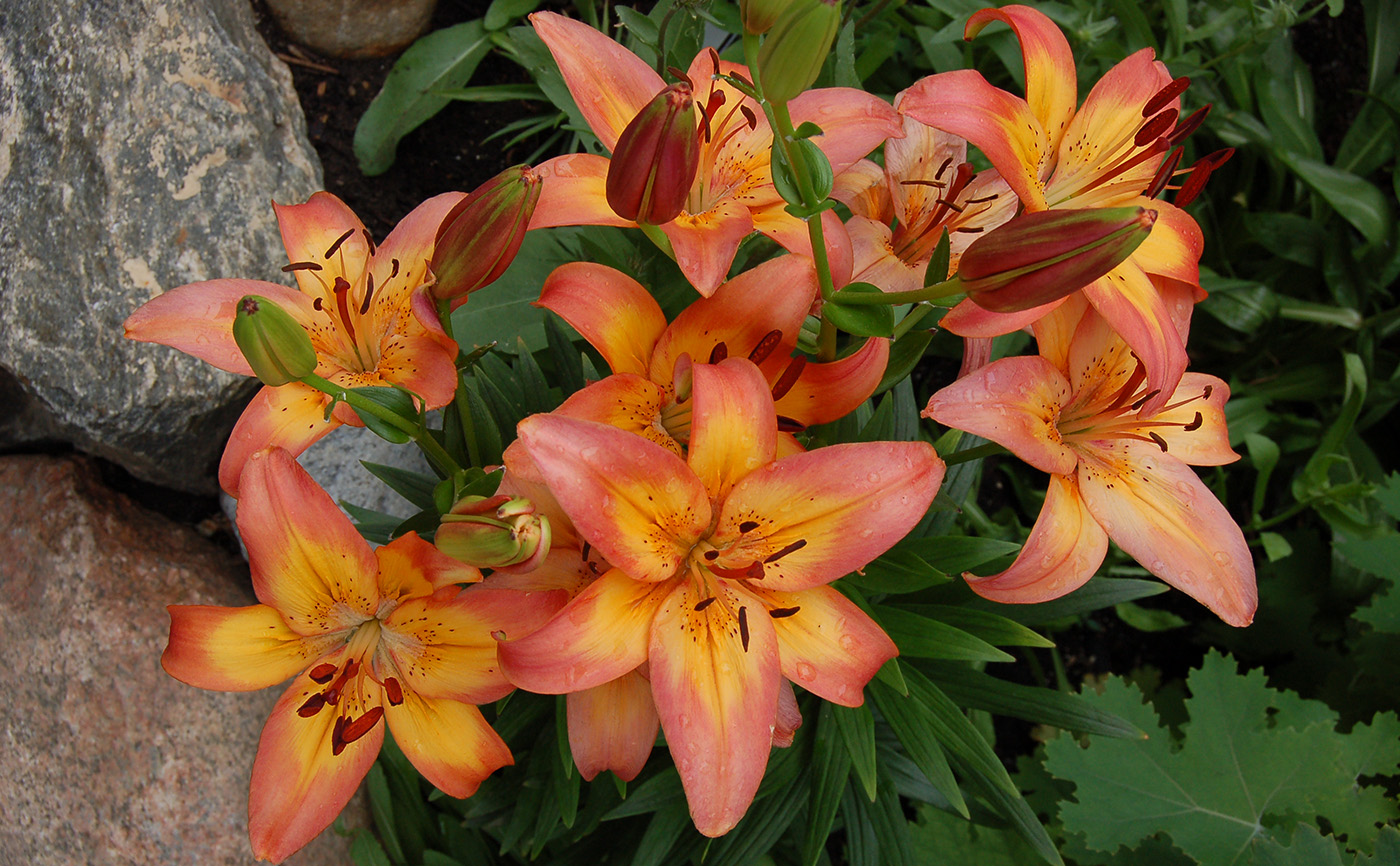 orange and yellow lilies