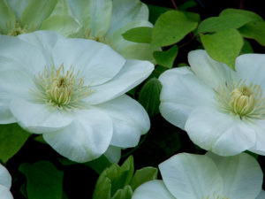 white clematis