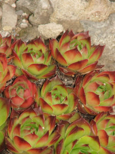 hens and chicks succulents