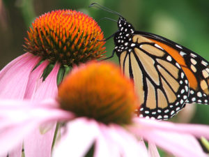 butterfly on echinacea