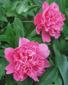 dark pink peony