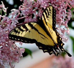 swallowtail butterfly on lilac