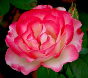 rose