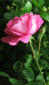 pink rose