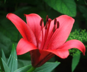 lily
