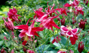 columbine