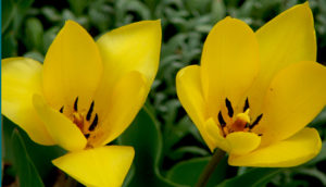 species tulips
