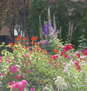 perennial flowers