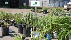 A bunch of lilies and daylilies in pots for the perennial exchange.