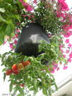 Container 1 - Edmonton Horticultural Society