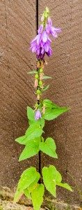 Creeping Bellflower