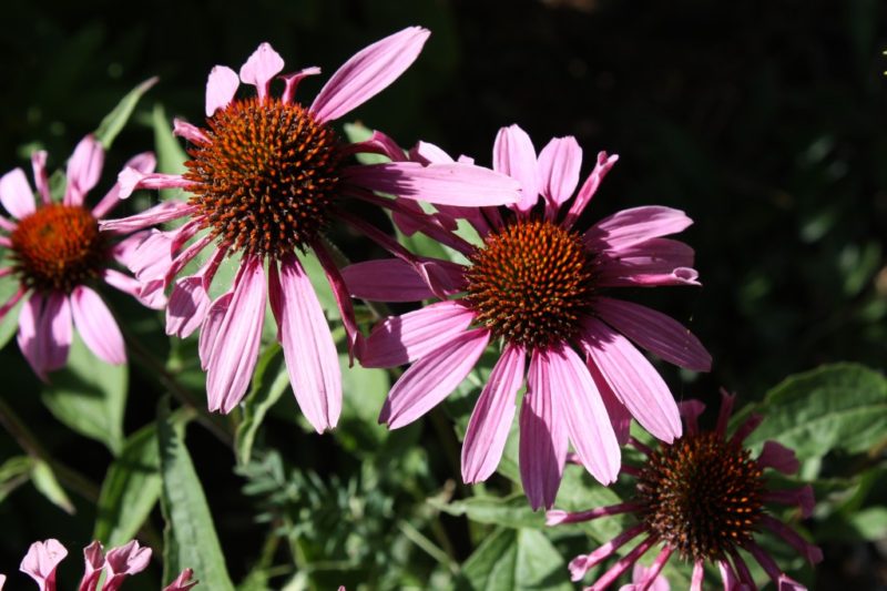 Late Blooming Perennials for Fall Colour in Your Garden Edmonton Horticultural Society