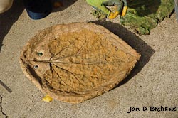 Leaf Bowl - Removing the Leaf - EHS