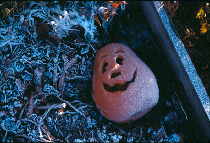 79 Pumpkin in the compost