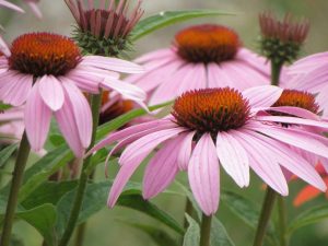 Pretty in Pink: 1st: Karen Kennedy
