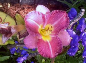 Pretty in Pink: 2nd: Wilma Sturrock