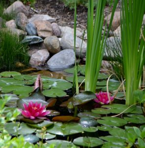 water garden
