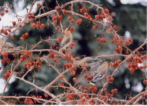 Fall: 2nd Place (Tie): Linda Harris