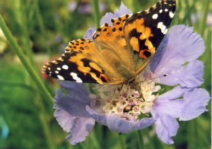 Summer: 2nd Place: Linda Harris
