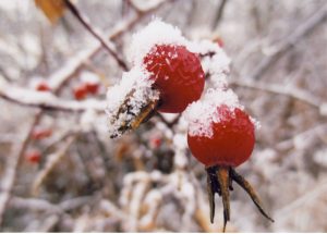 Winter: 1st Place: Linda Harris