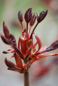 Crimson Sentry Maple by Kurt Paterson