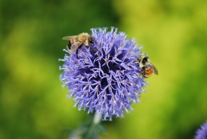 Echinops ritro Veitch's Blue by Shirley Paterson