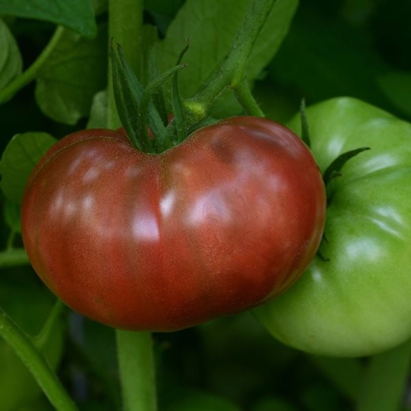 Cherokee Carbon hybrid tomato