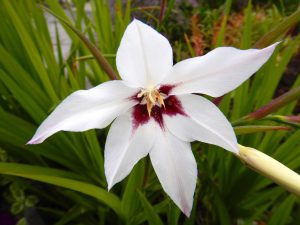 Peacock Gladiolus