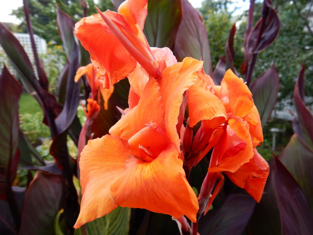 Cannas, Bananas, and Bird of Paradise (Members Only) Edmonton Horticultural Society