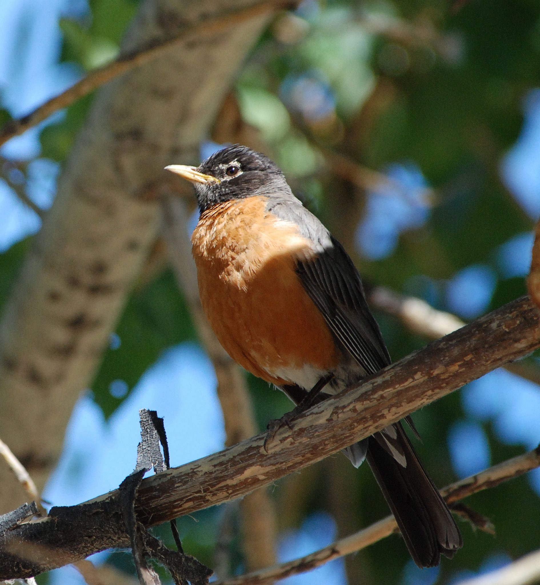 Robin on Mountain Ash - Edmonton Horticultural Society