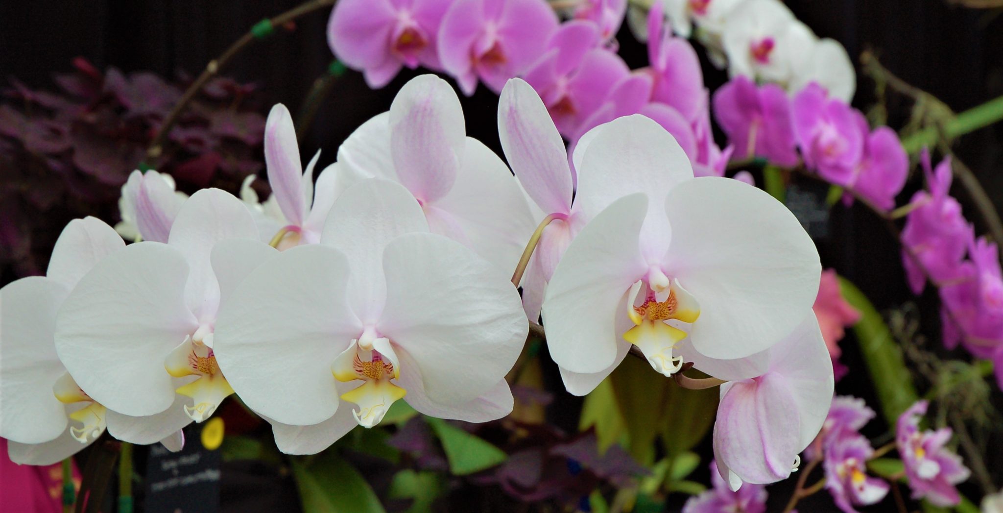 phalaenopsis orchid flowers