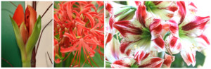three kinds of amaryllis