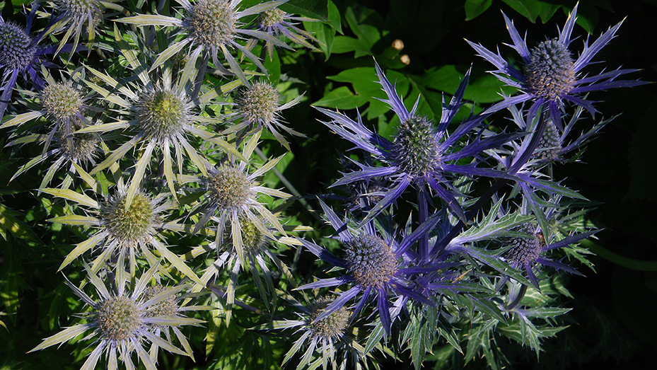 sea holly