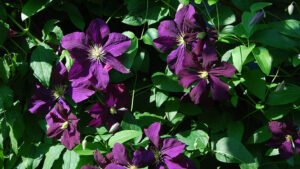 purple clematis flowers