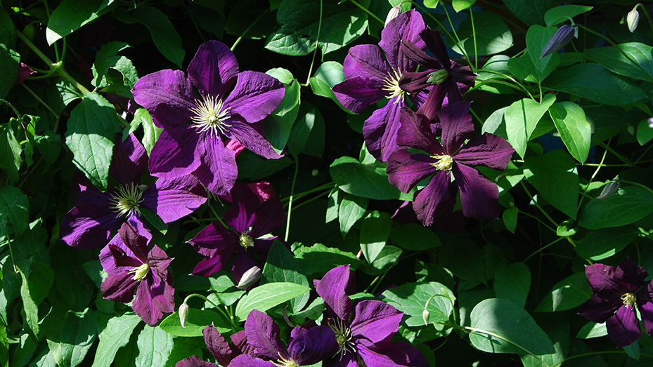 purple clematis flowers