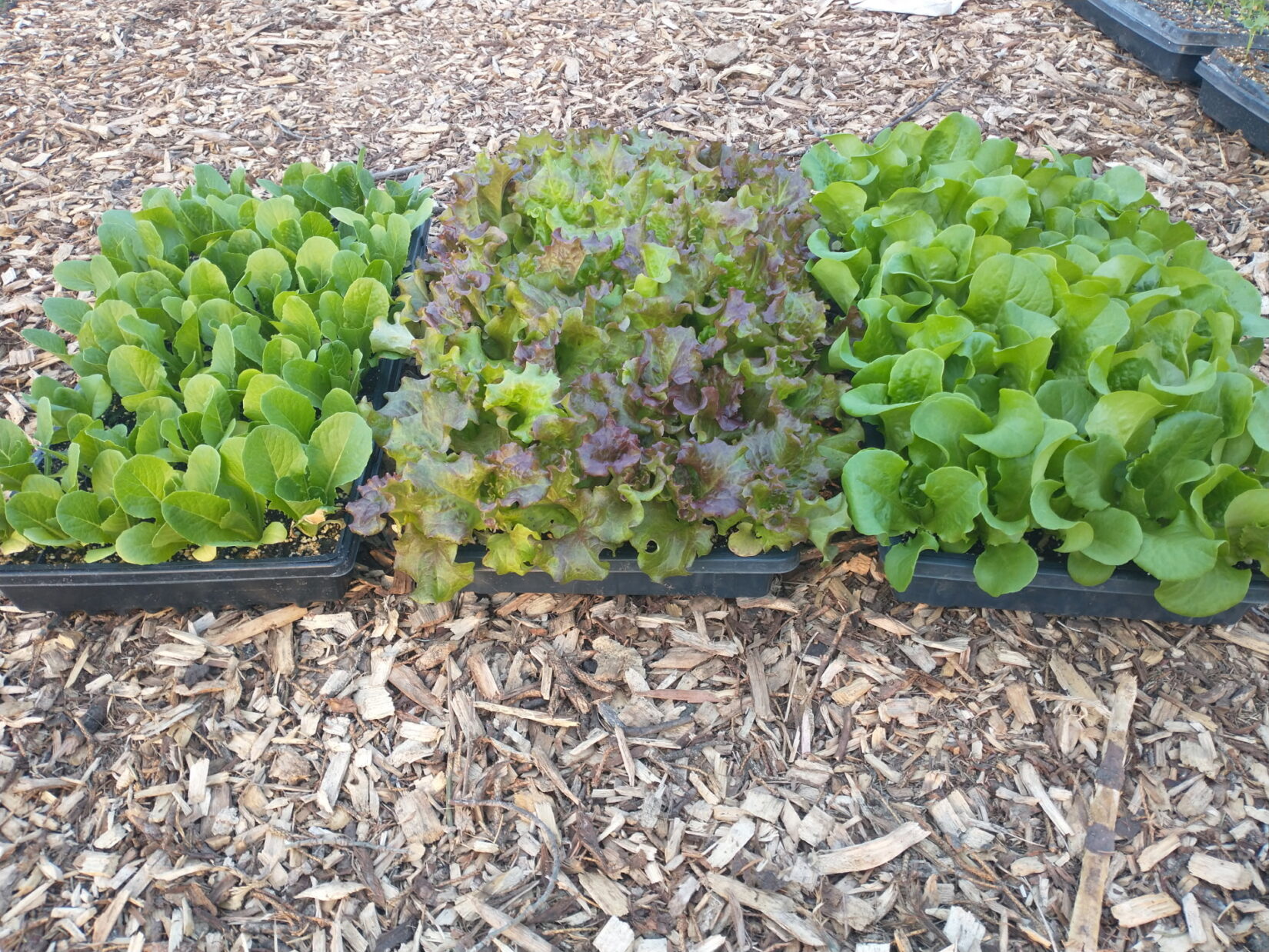7198788754657175647 lettuce in mulch