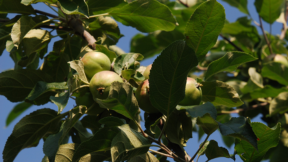 apples on an apple tree