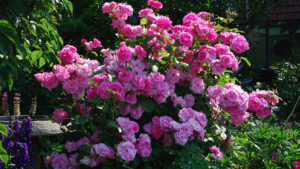 Pink roses in a garden