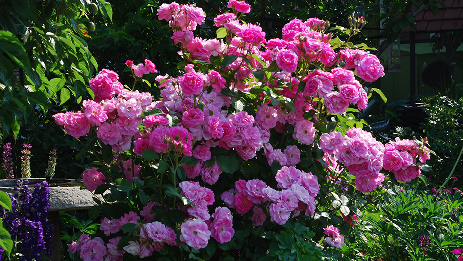 Pink roses in a garden