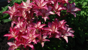 pinkish lilies in a garden