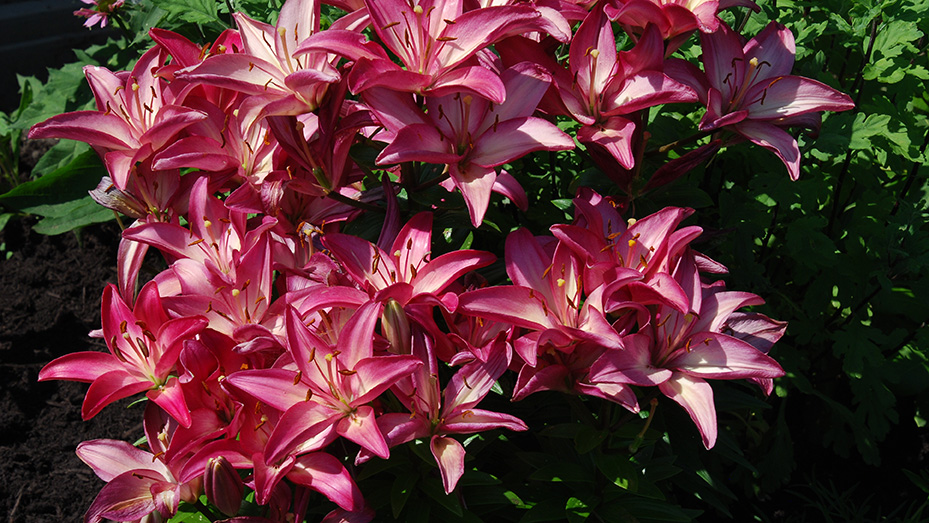 pinkish lilies in a garden