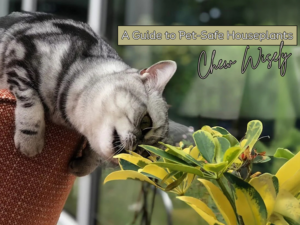 Cat getting ready to chomp a house plant