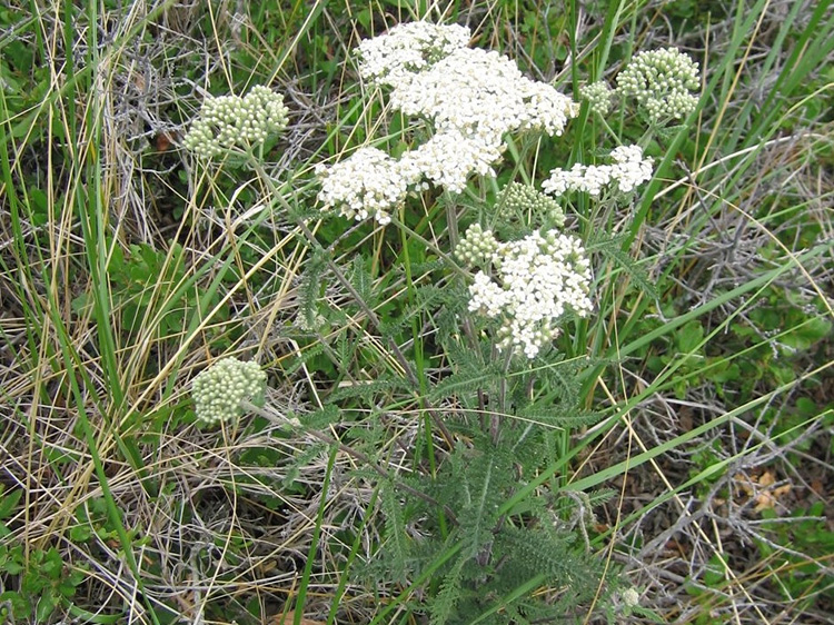 Achillea millefolium occidentalis, white yarrow